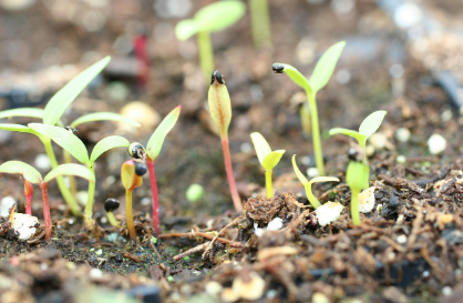 Plant nursery environment