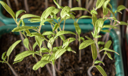 Plants and seedlings supply